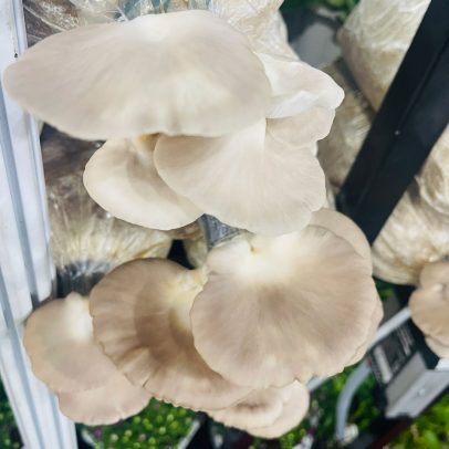 Nấm bào ngư xám