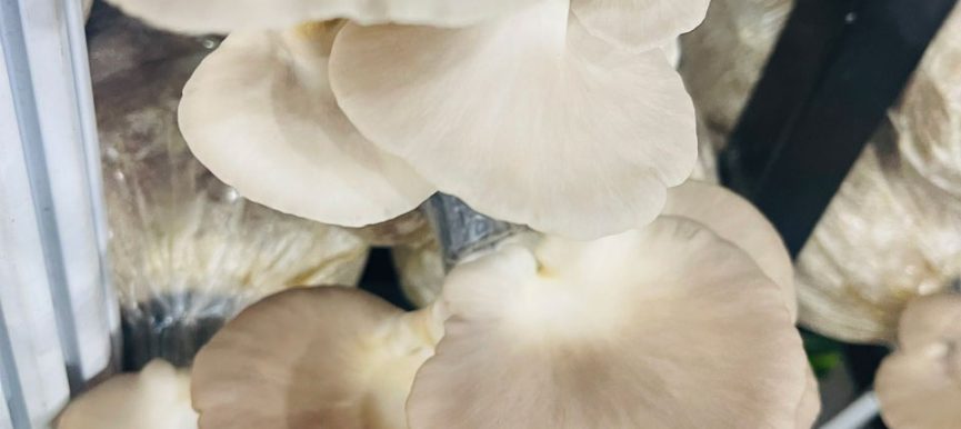 Nấm bào ngư xám